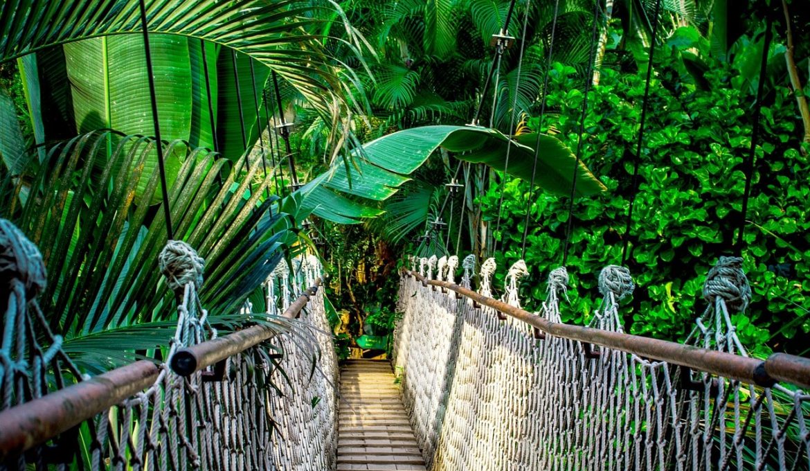 Amazon Rainforest