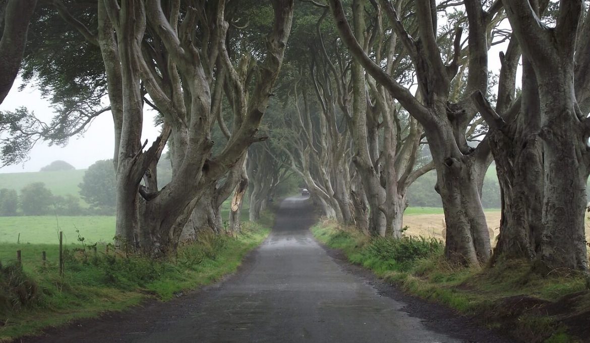 The Dark Hedges